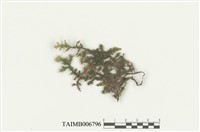 藏品(毛邊光萼蘚)的圖片